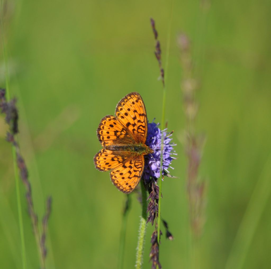 Brenthis ino - Nymphalidae